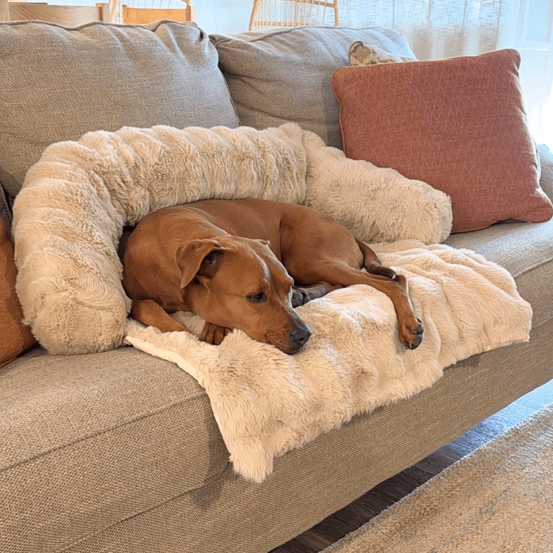 Only Relief Luxurious Sofa Bed - Only ReliefOnly ReliefOnly Relief Luxurious Sofa Bed