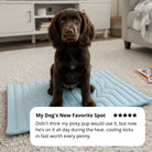 Arctic™ Dog Mat Premium - Cooling AussiesCooling AussiesArctic™ Dog Mat Premium