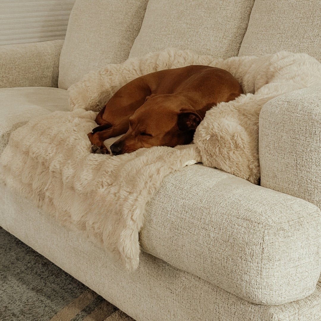 Only Relief Luxurious Sofa Bed - Only ReliefOnly ReliefOnly Relief Luxurious Sofa Bed